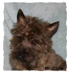 Ozzie
