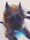 Ozzie