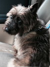 Ozzie