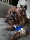 Ozzie