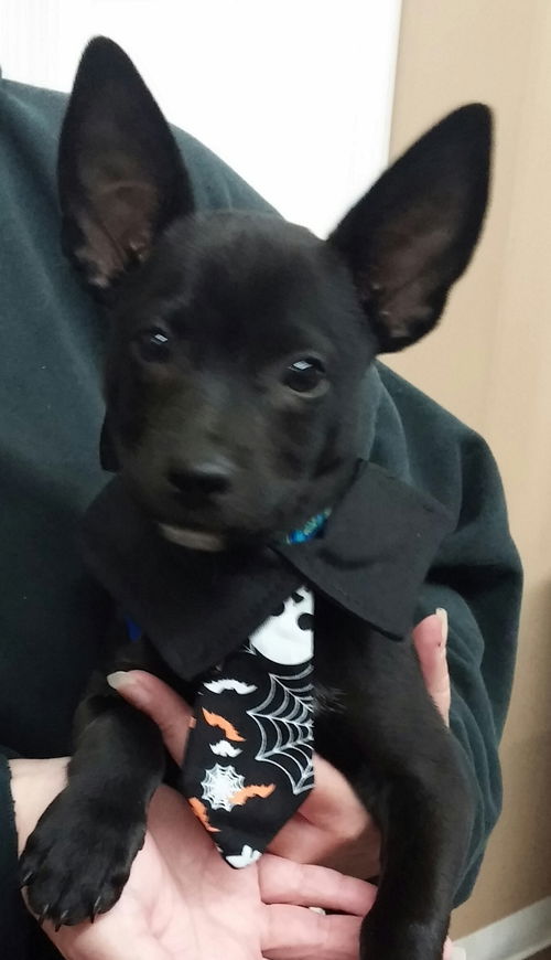Gizmo