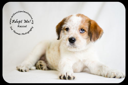 Rascal -Puppy