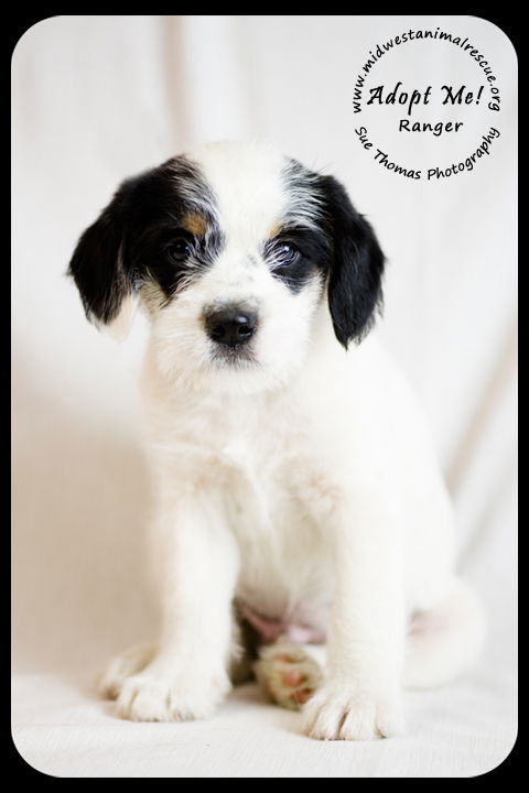 Ranger -Puppy