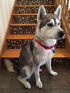Kira