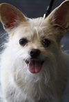 Casper 1/2 of a dynamic pair seeking home together