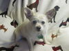 Casper 1/2 of a dynamic pair seeking home together