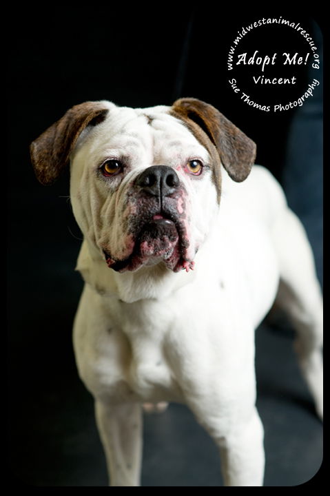 Vincent-Foster Needed