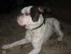 Vincent-Foster Needed