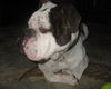 Vincent-Foster Needed