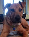Colter