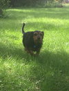 Dozer