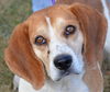 Bailey