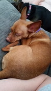 Maya