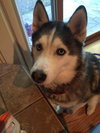Meeko