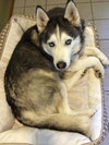 Meeko