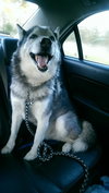 Meeko