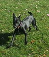 Pepper