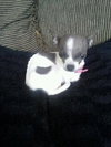 Pinky