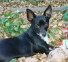 Brady