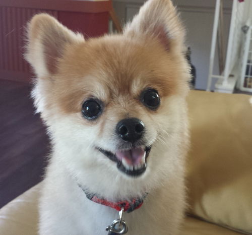 Foxy