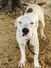 BB-Urgent Foster Needed
