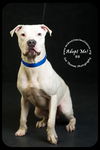 BB-Urgent Foster Needed