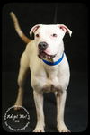BB-Urgent Foster Needed