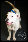 BB-Urgent Foster Needed