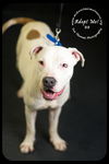 BB-Urgent Foster Needed