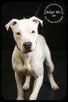 BB-Urgent Foster Needed