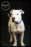 BB-Urgent Foster Needed