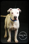 BB-Urgent Foster Needed