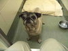 Dolly  Pawton