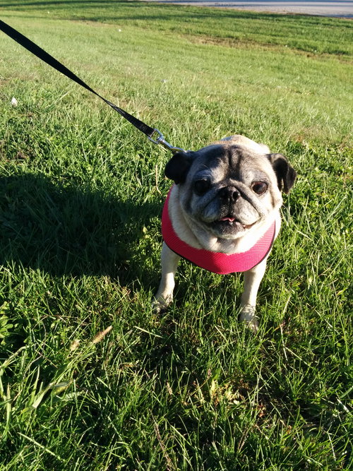Dolly  Pawton