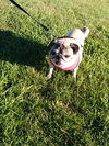 Dolly  Pawton