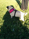 Dolly  Pawton