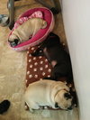 Dolly  Pawton