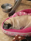 Dolly  Pawton