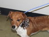 Gingersnap