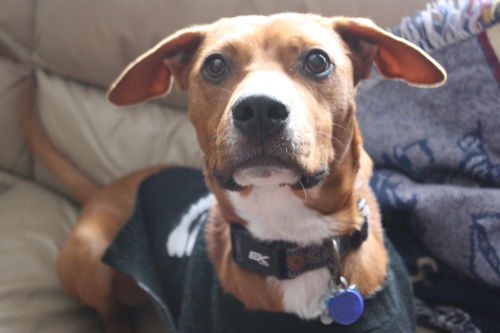 Oliver - URGENT Foster Needed