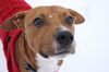 Oliver - URGENT Foster Needed