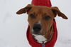 Oliver - URGENT Foster Needed