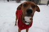 Oliver - URGENT Foster Needed