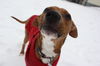 Oliver - URGENT Foster Needed