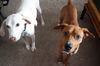Oliver - URGENT Foster Needed