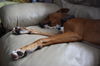 Oliver - URGENT Foster Needed