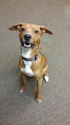 Oliver - URGENT Foster Needed