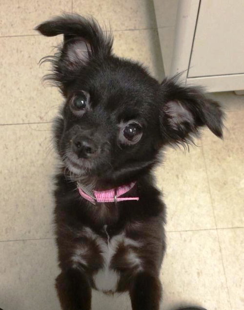 Little Bit -Pup