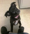 Little Bit -Pup