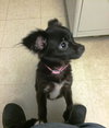Little Bit -Pup